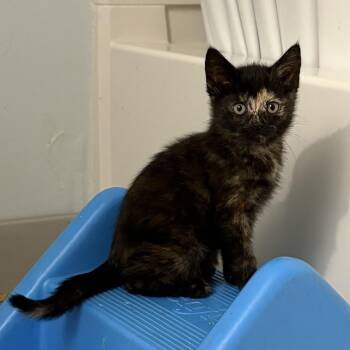 Tostada -  Domestic Short Hair Cat for Adoption in Granville, Ohio - Tostada | PetCurious