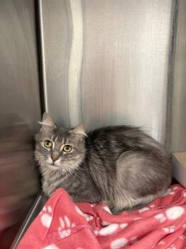 WILMA -  Domestic Short Hair Cat for Adoption in Indianapolis, Indiana - WILMA | PetCurious