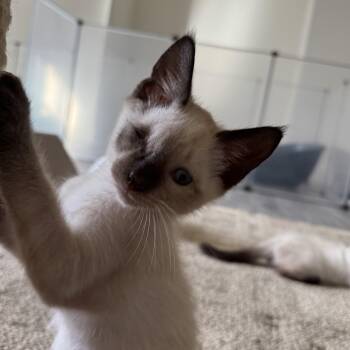 Stickywicket - Athens, GA -  Domestic Short Hair and Siamese Cat for Adoption in Greensboro, Georgia - Stickywicket - Athens, GA | PetCurious