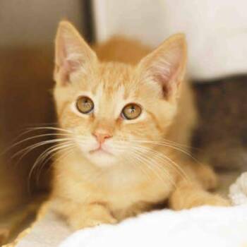 Joey -  Domestic Short Hair Cat for Adoption in Atlanta, Georgia - Joey | PetCurious