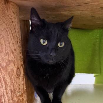 Domestic Short Hair Cats Available for Adoption - Onyx | PetCurious