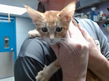 FANTA -  Domestic Short Hair Cat for Adoption in Albuquerque, New Mexico - FANTA | PetCurious