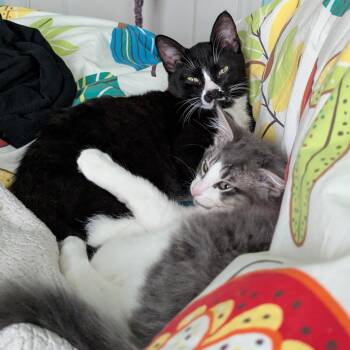 Domestic Medium Hair Cats Available for Adoption - French Toast And Oreo | PetCurious