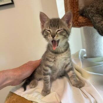 Thistle -  Domestic Short Hair Cat for Adoption in Houston, Texas - Thistle | PetCurious