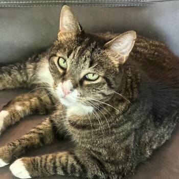 Kitty -  Domestic Short Hair Cat for Adoption in Jupiter, Florida - Kitty | PetCurious