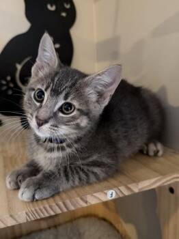 Nacho -  Domestic Short Hair Cat for Adoption in West Palm Beach, Florida - Nacho | PetCurious