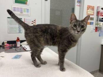 Angel Eyes -  Domestic Short Hair Cat for Adoption in Kansas City, Missouri - Angel Eyes | PetCurious