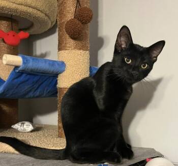 Rescue Domestic Short Hair Cats for Adoption in South Lyon, Michigan - Rhea (bonded Pair With Raif) | PetCurious