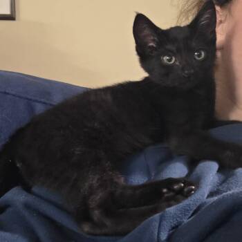 Domestic Short Hair Cats Available for Adoption in Richmond, California - BLUES | PetCurious