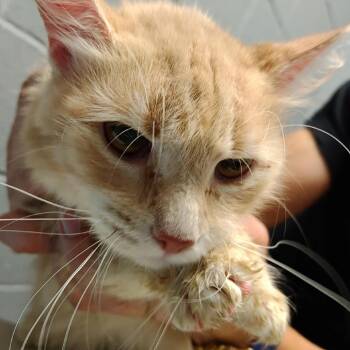 Goldie -  Domestic Medium Hair Cat for Adoption in Allentown, Pennsylvania - Goldie | PetCurious