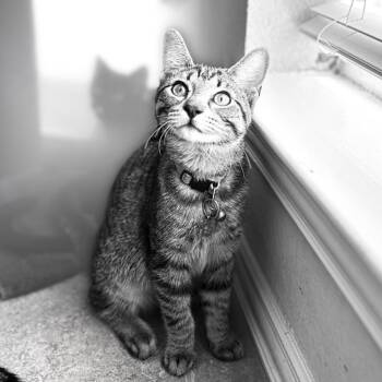 Copper -  Domestic Short Hair Cat for Adoption in Allen, Texas - Copper | PetCurious