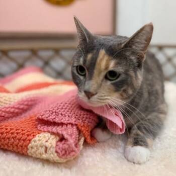 Torbie and Domestic Short Hair Cats Available for Adoption in Friendswood, Texas - Austin Cuddle Queen | PetCurious
