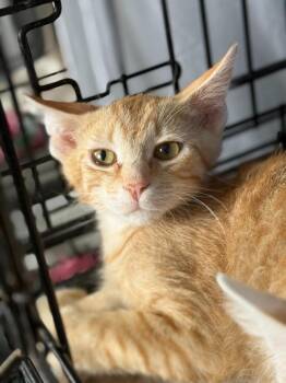 Monty -  Domestic Short Hair Cat for Adoption in Hartford City, Indiana - Monty | PetCurious