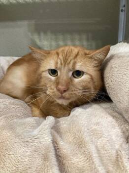 Domestic Short Hair Cats Available for Adoption in Pierceton, Indiana - Pepper Jack- BARN | PetCurious