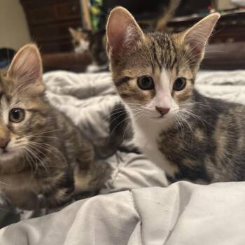 Jungi -  Domestic Short Hair Cat for Adoption in Los Angeles, California - Jungi | PetCurious