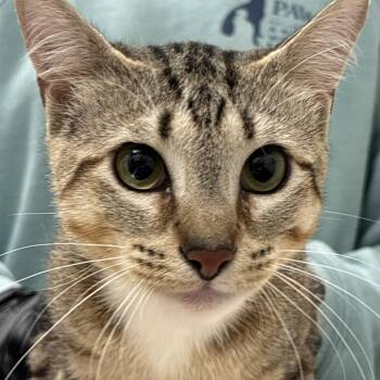 Vince -  Domestic Short Hair Cat for Adoption in Philadelphia, Pennsylvania - Vince | PetCurious