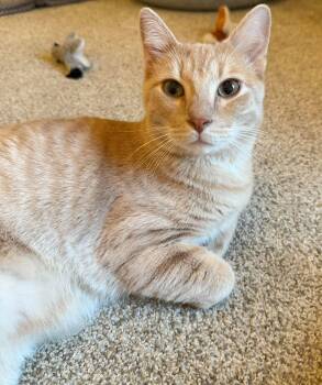 Charlie -  Domestic Short Hair Cat for Adoption in Mobile, Alabama - Charlie | PetCurious