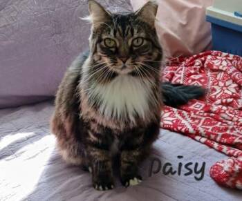 Domestic Long Hair and Maine Coon Cats Available for Adoption in Fairfax, Virginia - Daisy | PetCurious
