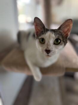 Stella -  Domestic Short Hair Cat for Adoption in Royalton, Illinois - Stella | PetCurious