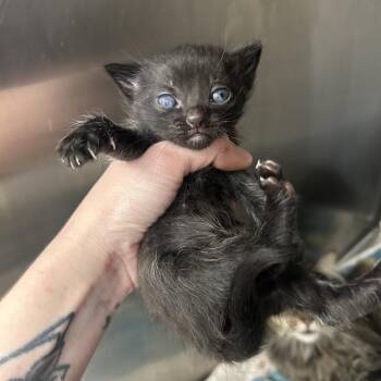 Rigatonie -  Domestic Medium Hair Cat for Adoption in Parrish, Alabama - Rigatonie | PetCurious