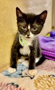 Domestic Short Hair Cats Available for Adoption in Virginia Beach, Virginia - Pierre | PetCurious