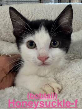 Honeysuckle 26 -  Tuxedo and American Bobtail Cat for Adoption in Brookhaven, Mississippi - Honeysuckle 26 | PetCurious