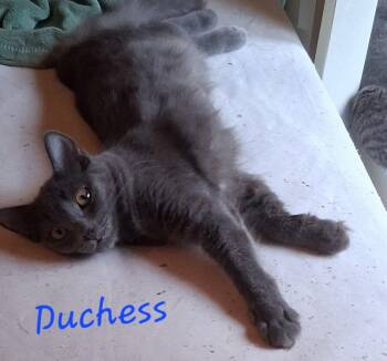 Duchess K -  Domestic Short Hair Cat for Adoption in Longwood, Florida - Duchess K | PetCurious