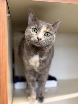 Domestic Short Hair Cats Available for Adoption in Fairfax, Virginia - Eevee | PetCurious