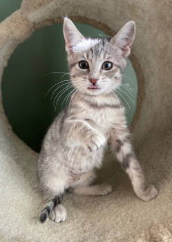 Rescue Domestic Short Hair Cats for Adoption in Lenexa, Kansas - Sage | PetCurious