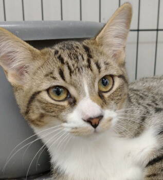 Rescue Domestic Short Hair Cats for Adoption in Richmond Hill, Ontario - Dakota (+ Devo) | PetCurious