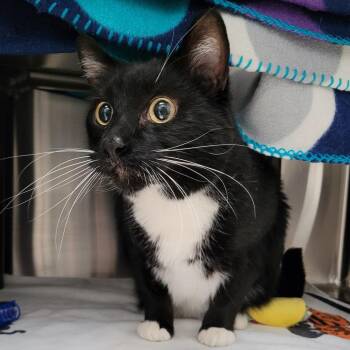 Domestic Short Hair Cats Available for Adoption in Las Vegas, Nevada - Fig | PetCurious