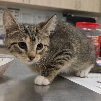 Sox -  Domestic Short Hair Cat for Adoption in Chattanooga, Tennessee - Sox | PetCurious