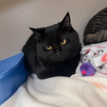 Domestic Medium Hair Cats Available for Adoption - Lola | PetCurious