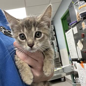 Honi -  Domestic Short Hair and Tabby Cat for Adoption in Washington, District Of Columbia - Honi | PetCurious