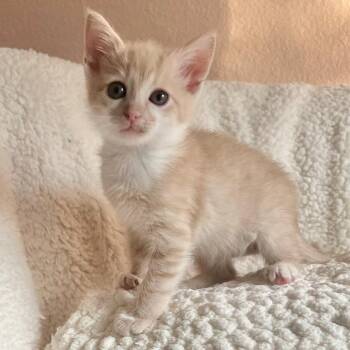 Domestic Short Hair Cats Available for Adoption in San Antonio, Texas - Willie | PetCurious