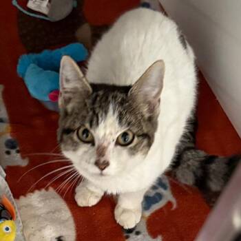 Zelda -  Domestic Short Hair Cat for Adoption in Cedaredge, Colorado - Zelda | PetCurious