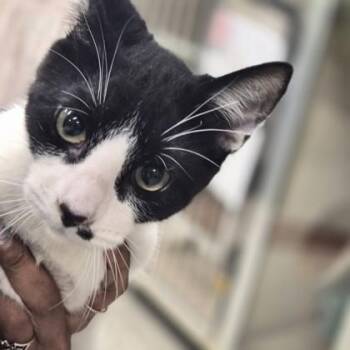 Domestic Medium Hair Cats Available for Adoption - Shrub | PetCurious