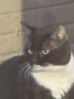 Domestic Short Hair Cats Available for Adoption in Fairfax, Virginia - Churu | PetCurious
