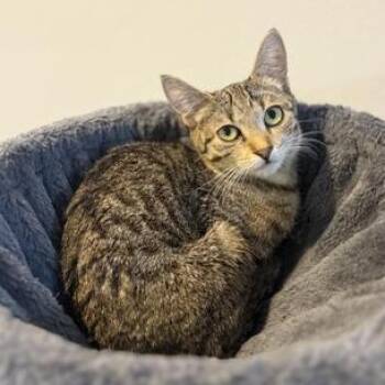 Rescue Domestic Short Hair Cats for Adoption in Liverpool, Texas - Tuffnut | PetCurious