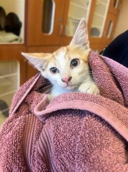 SCAR -  Domestic Short Hair Cat for Adoption in Thousand Palms, California - SCAR | PetCurious