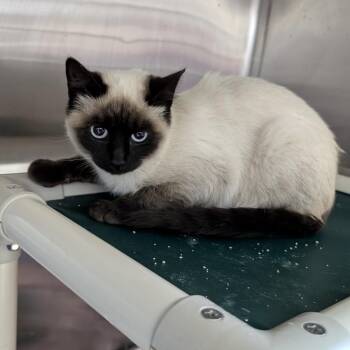 Found Cat -  Siamese Cat for Adoption in Buffalo, Wyoming - Found Cat | PetCurious