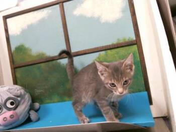 Domestic Short Hair Cats Available for Adoption in Houston, Texas - COSMOS | PetCurious