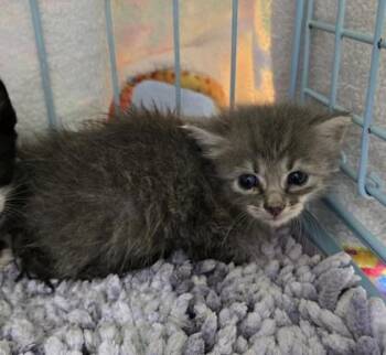 Bibble -  Domestic Short Hair Cat for Adoption in Gainesville, Florida - Bibble | PetCurious