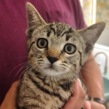 Fiona -  Domestic Short Hair Cat for Adoption in Titusville, Florida - Fiona | PetCurious