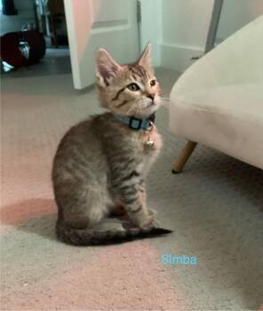 Simba -  Domestic Short Hair Cat for Adoption in Ogden, Utah - Simba | PetCurious