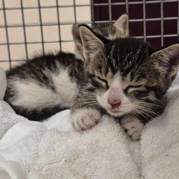 SCFL-Stray-67016_2 -  Domestic Short Hair Cat for Adoption in Lake Panasoffkee, Florida - SCFL-Stray-67016_2 | PetCurious