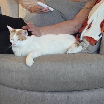 Gemma -  Domestic Short Hair Cat for Adoption in Buffalo, New York - Gemma | PetCurious