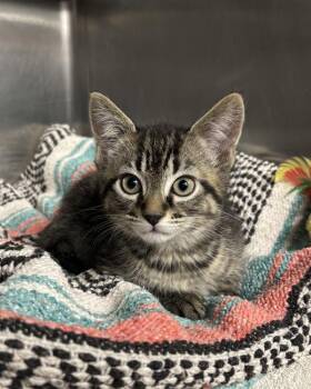 Domestic Short Hair Cats Available for Adoption in Richmond, Virginia - Humpty Dumpty | PetCurious