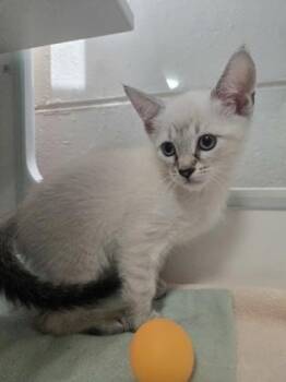 Glacier -  Domestic Short Hair Cat for Adoption in Savannah, Georgia - Glacier | PetCurious