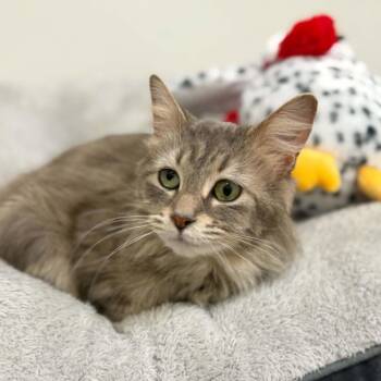 Domestic Long Hair Cats Available for Adoption in Martinsville, Indiana - Moonpie | PetCurious